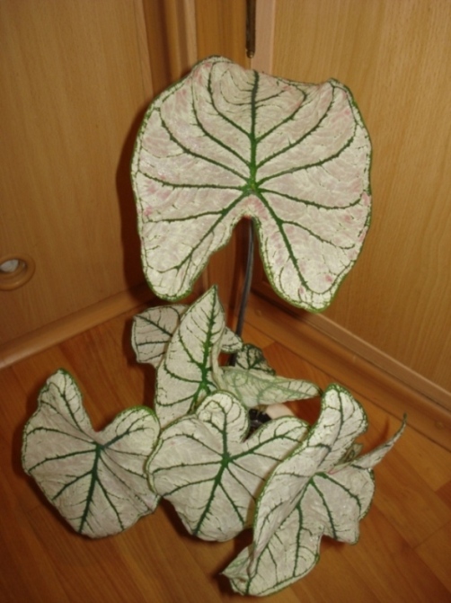 DSC04678.JPG