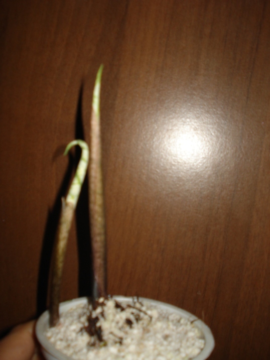 DSC09995.JPG