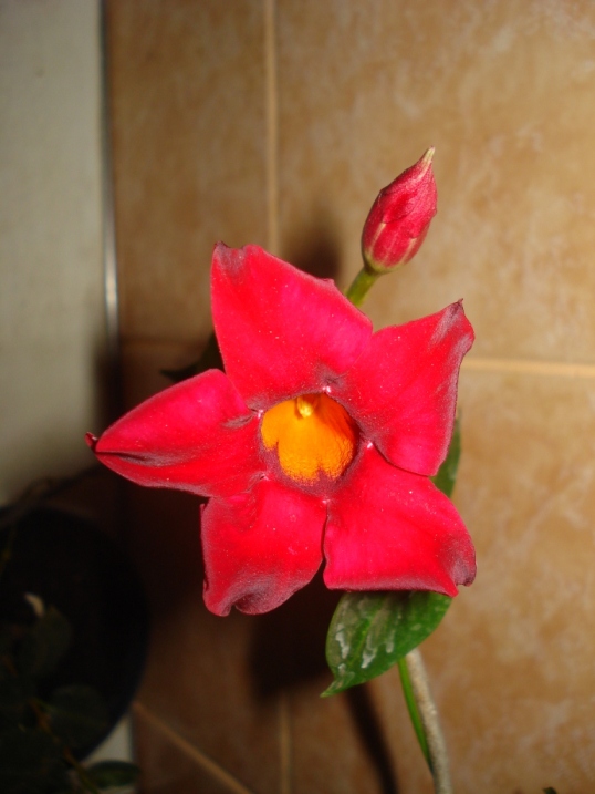 DSC09970.JPG