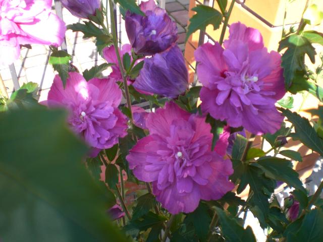 Purple Ruffle, гибискус древовидный, 2013.jpg