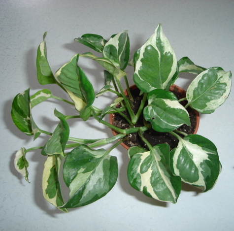 DSC00243.JPG