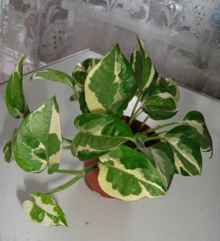 DSC00242.JPG