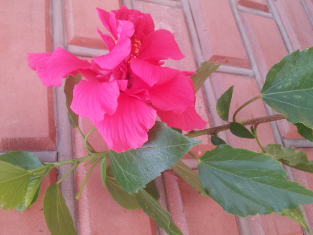 20130715_095433.jpg