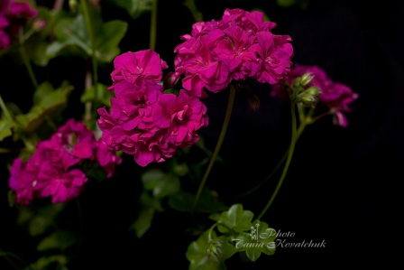 IMG_8988_00.jpg