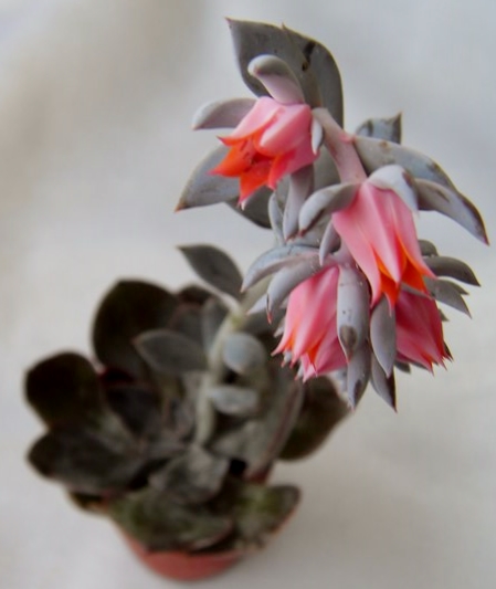 Эхеверия шавиана Echeveria shaviana 1-5.JPG