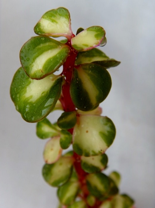 Портулакария афра вариегатная Portulacaria afra var.1-3.JPG