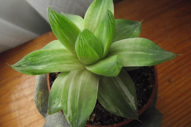 Haworthia cymbiformis variegated.jpg