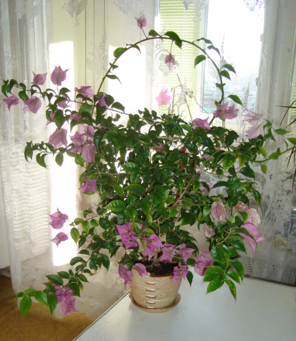 DSC00071.JPG