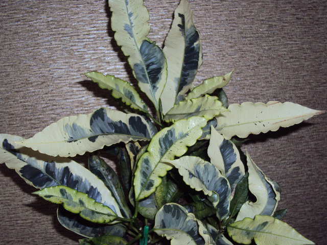 DSC07608.JPG