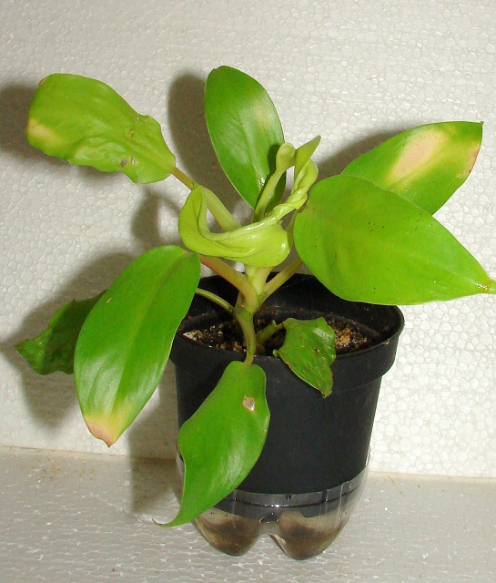 DSC05980af.jpg