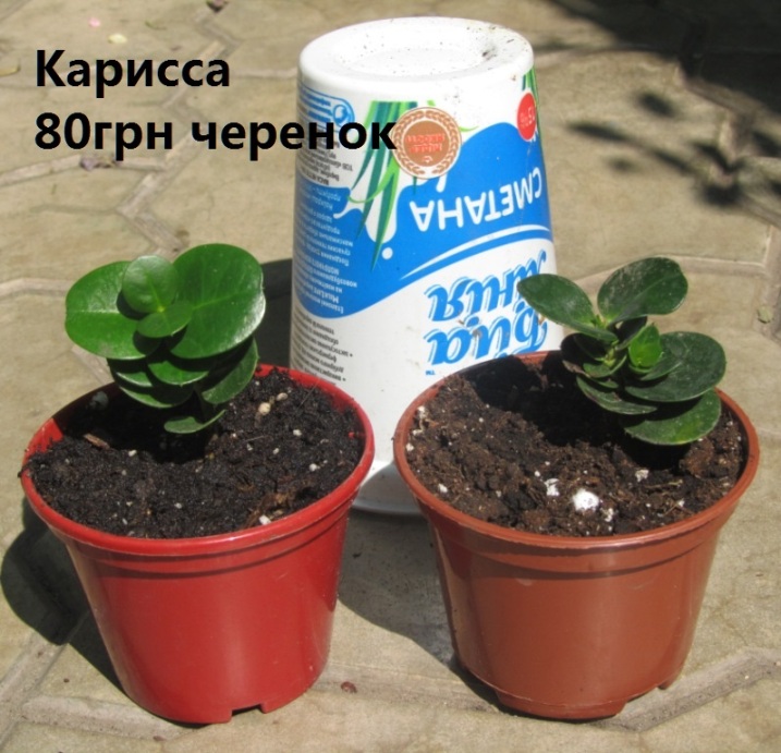 IMG_9758.JPG