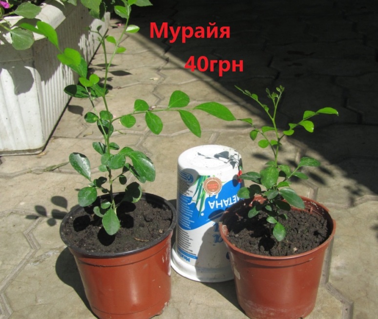 IMG_9757.JPG