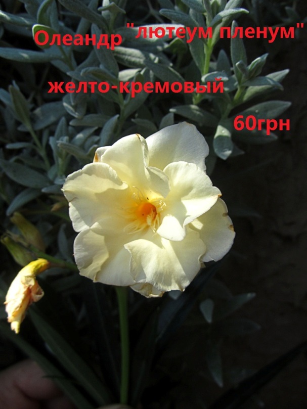 IMG_9762.JPG