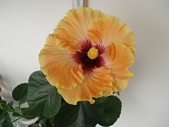 Tahitian Apricot Splendor 2.jpg