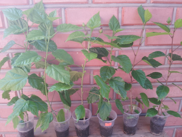 20130718_091830.jpg