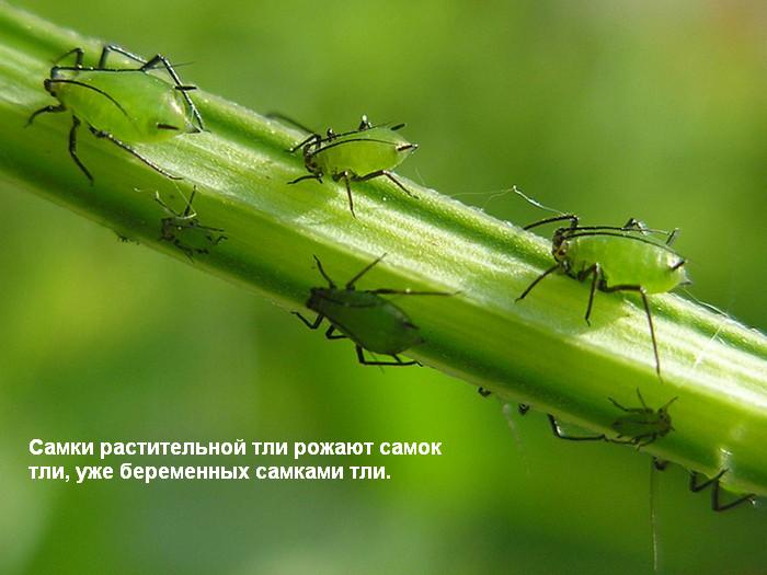 тля.jpg