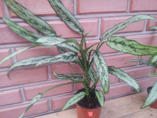 20130718_110030.jpg