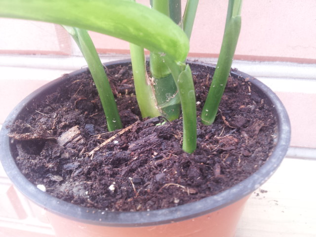 20130718_110145.jpg