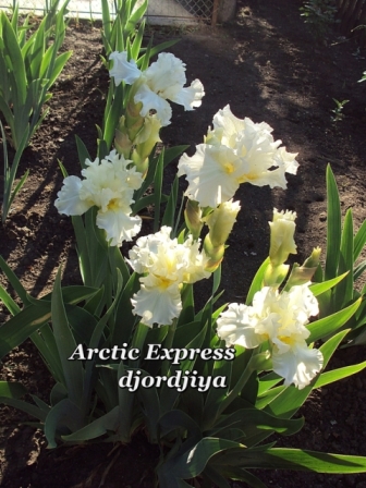 Арктик Експресс.jpg