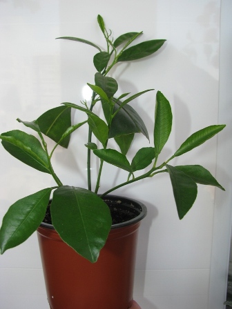 Копия IMG_0103.JPG