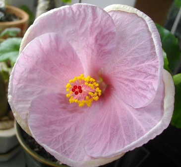 Копия Hibiscus Kristen Coveny (10).JPG