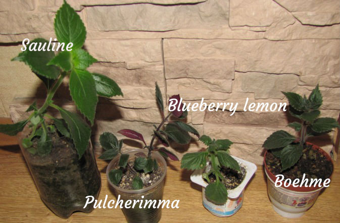 achimenes.jpg