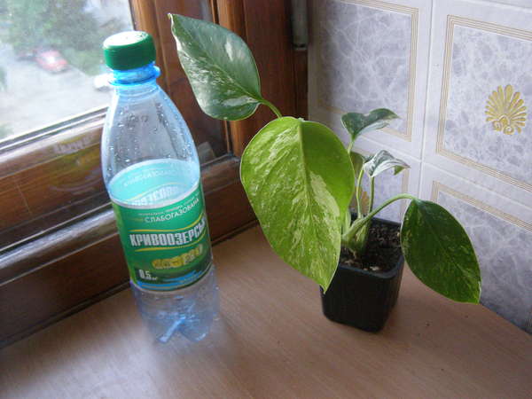 137389346702097657.jpg
