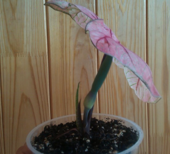 IMAG0314.jpg