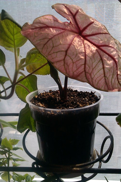 IMAG0317.jpg