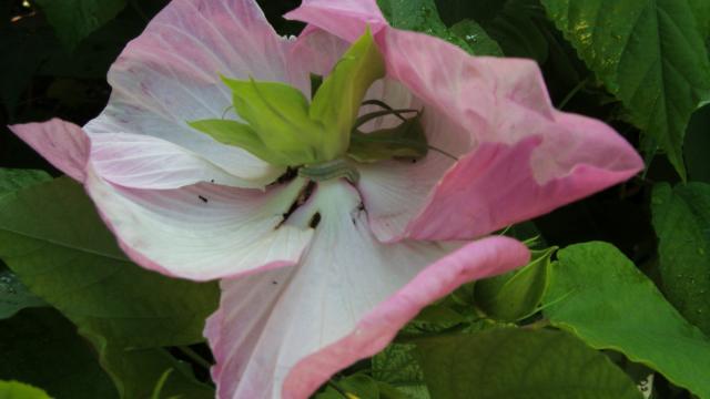 S73F6679.jpg