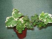 DSC07227.JPG