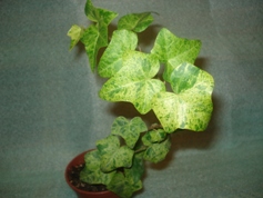 DSC07229.JPG