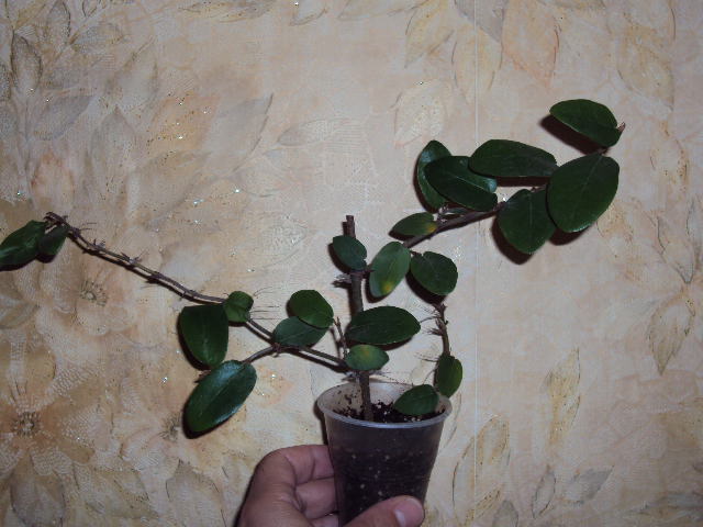 DSC07650.JPG