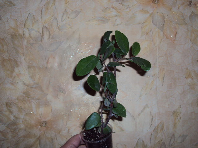 DSC07649.JPG