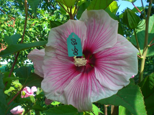 CIMG0529.jpg