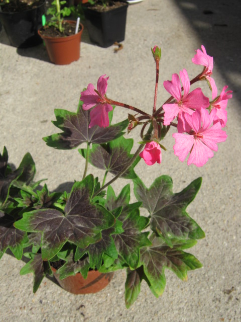 IMG_8436.JPG