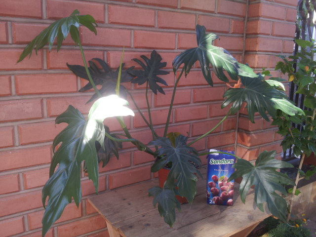 20130723_083033.jpg