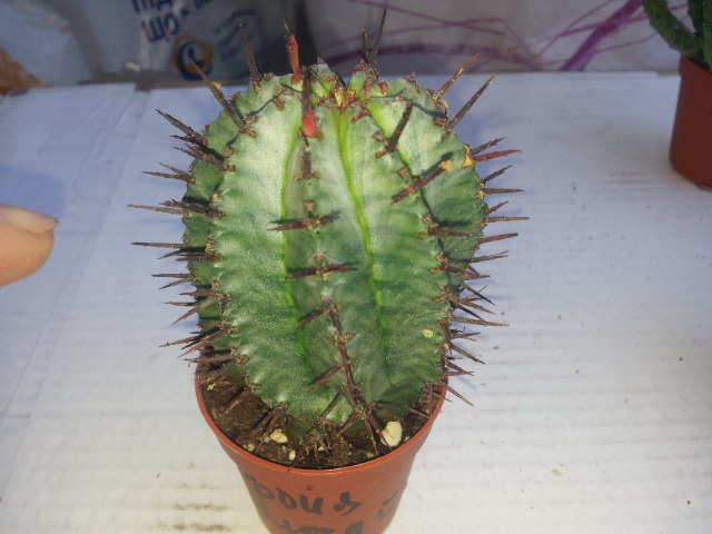20130723_160807.jpg