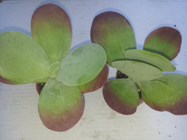 20130723_161232.jpg