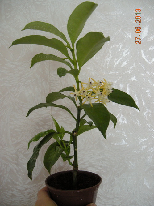 DSCN2136.JPG