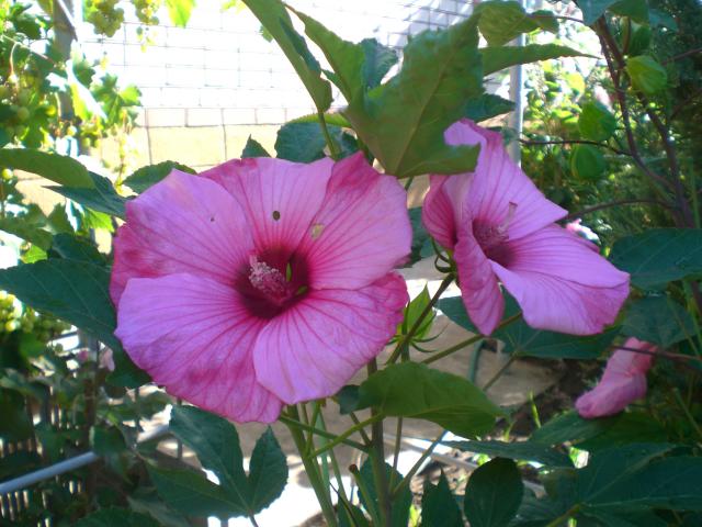 CIMG0687.jpg