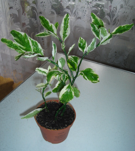 DSC00280.JPG