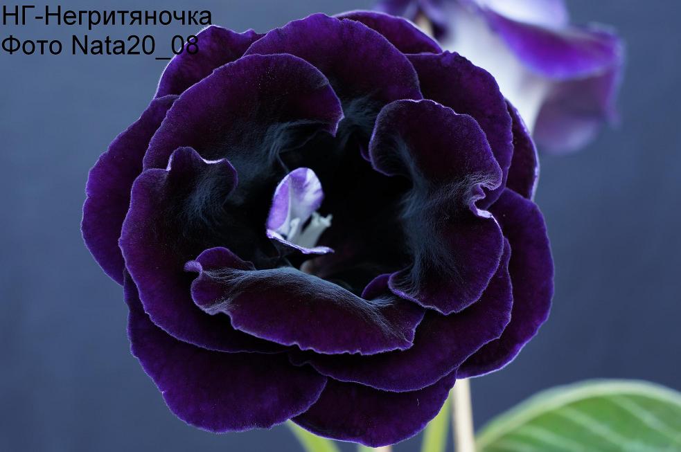 НГ-Негритяночка1+.JPG