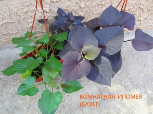 IMG_9957.JPG