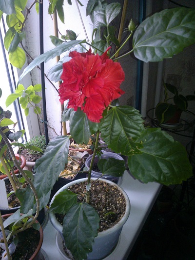 WP_000312.jpg