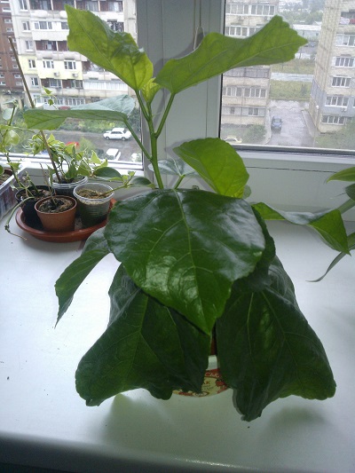 WP_000320.jpg