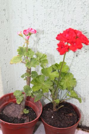 IMG_1827.jpg