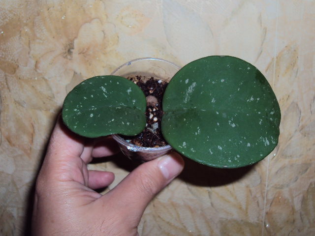 DSC07718.JPG