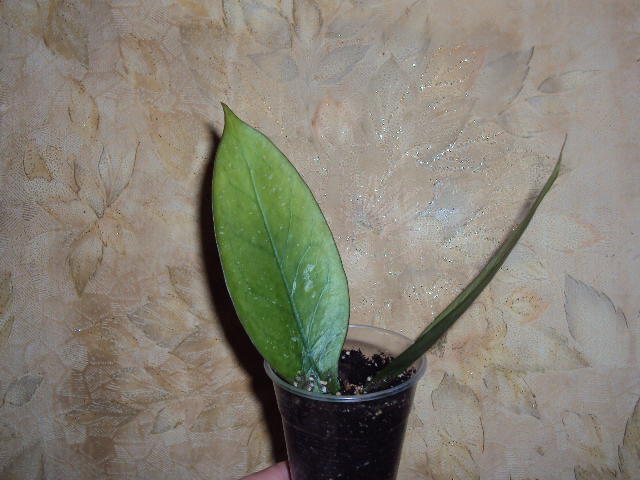 DSC07724.JPG