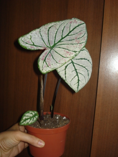 DSC09998.JPG